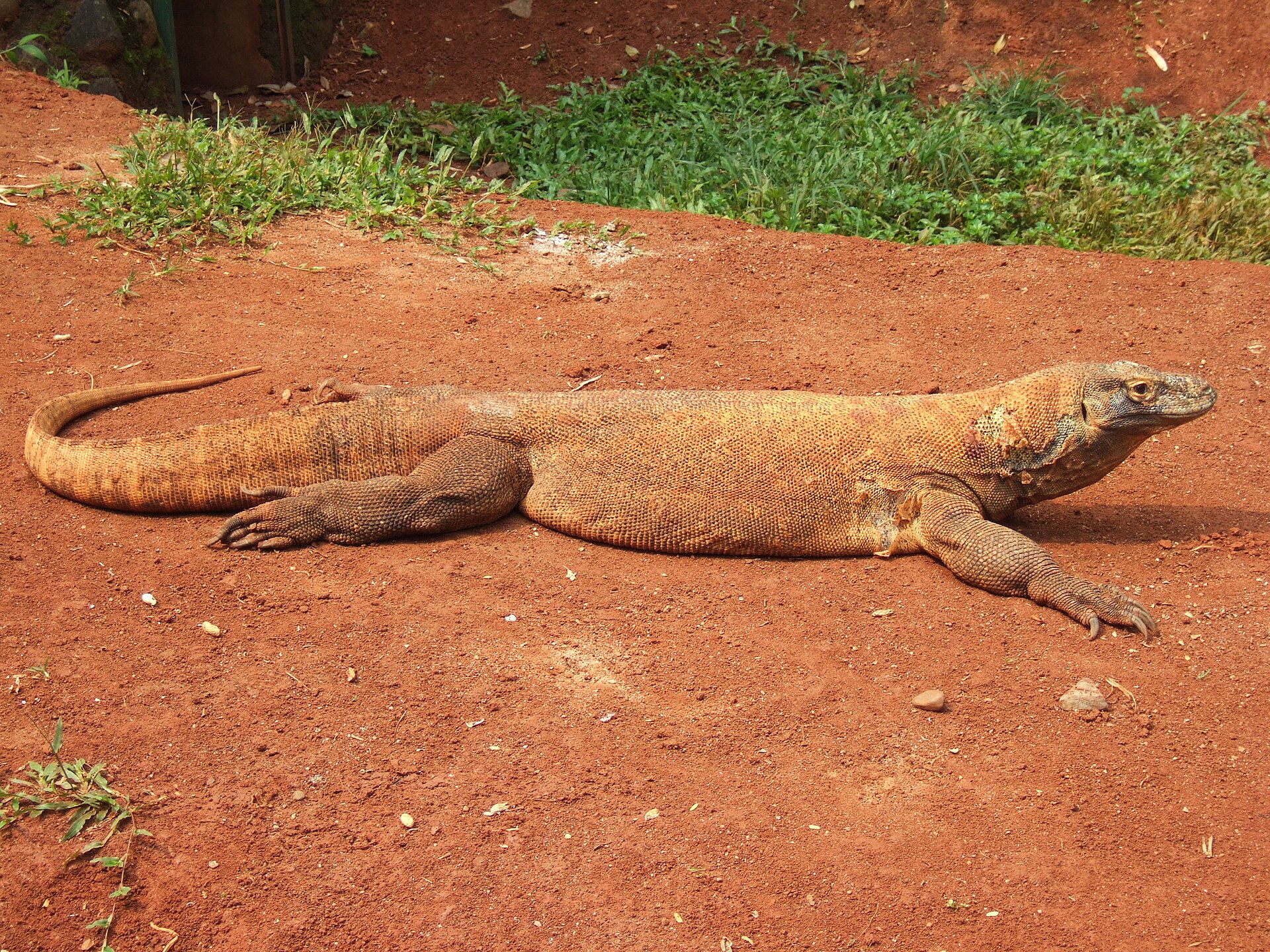 Imagem de referência relacionada a Comodo Dragon, item descrito como registro de referência sobre Comodo Dragon, organizado a partir de dados estruturados abertos