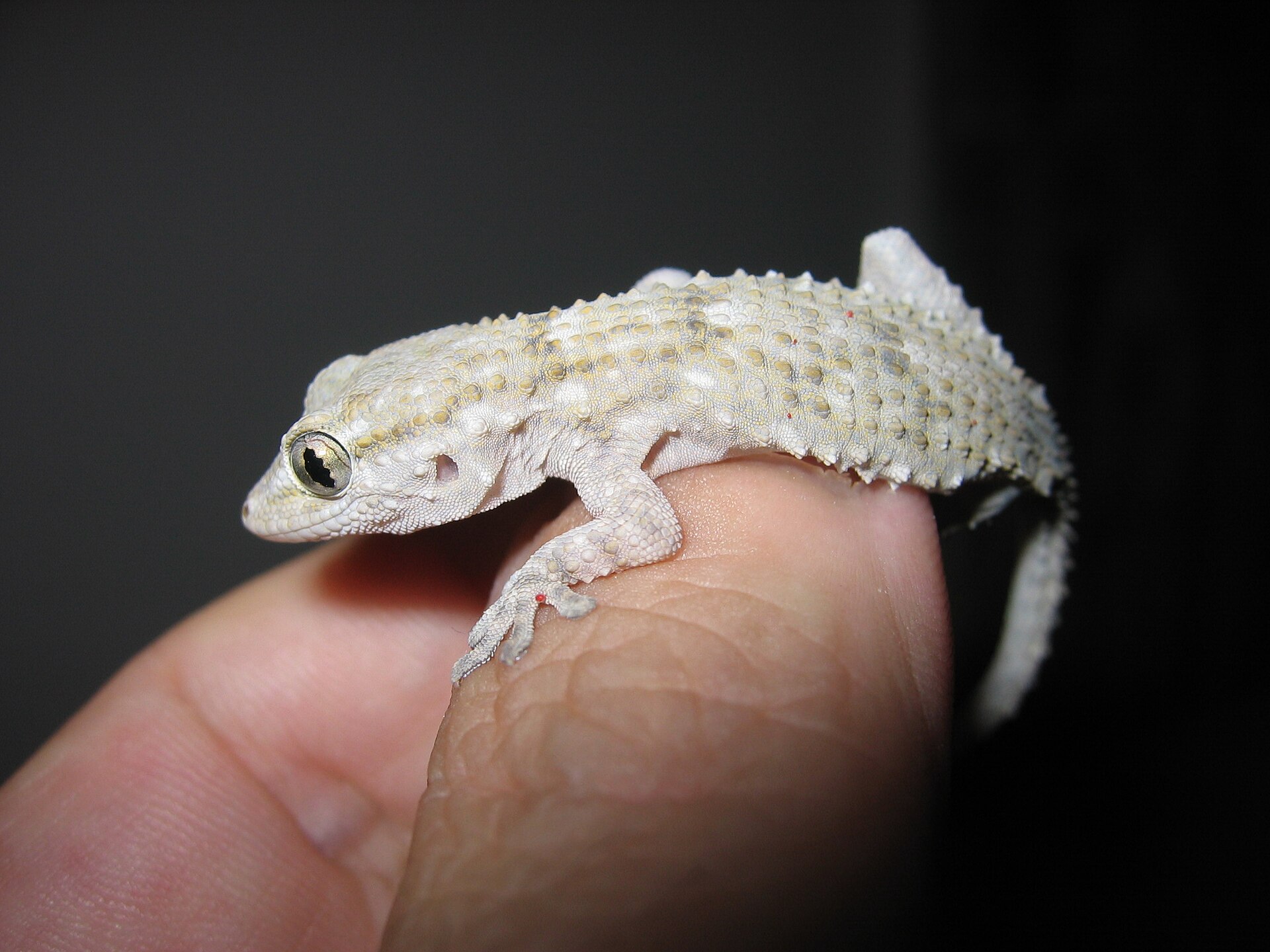 Imagem de referência relacionada a GeckOS, item descrito como sistema operativo