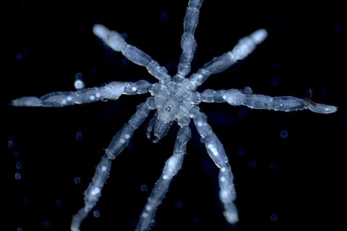 Nova espécie de aranha-marinha tem olhos vermelhos e pernas peludas