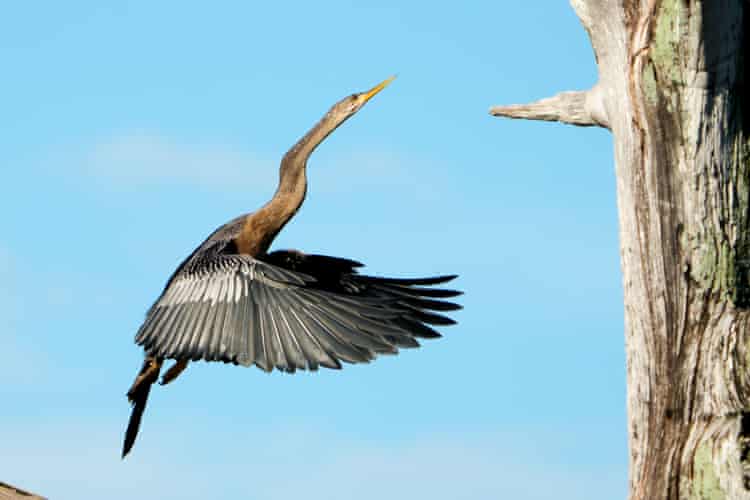 Semana na vida selvagem: um pequeno felino-tigre, ursos no quintal e umaouriça-do-mar rosa fruncida
