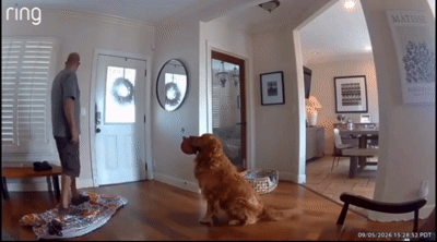 Imagem da matéria: Golden tenta brincar com bandido que invadiu casa; vídeo