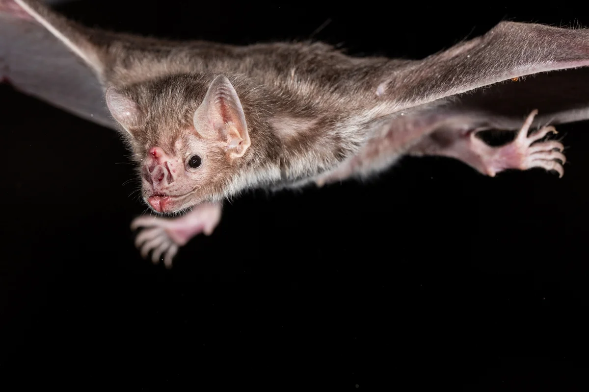 O morcego-vampiro-comum (Desmodus rotundus) é um pequeno morcego com nariz em forma de folha, nativo das Américas. Metrópoles