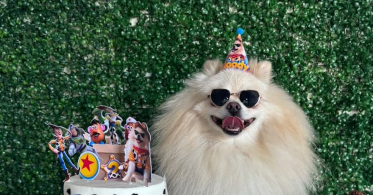 Festa de aniversário para cachorro? O cardápio tem até coxinha e brigadeiro