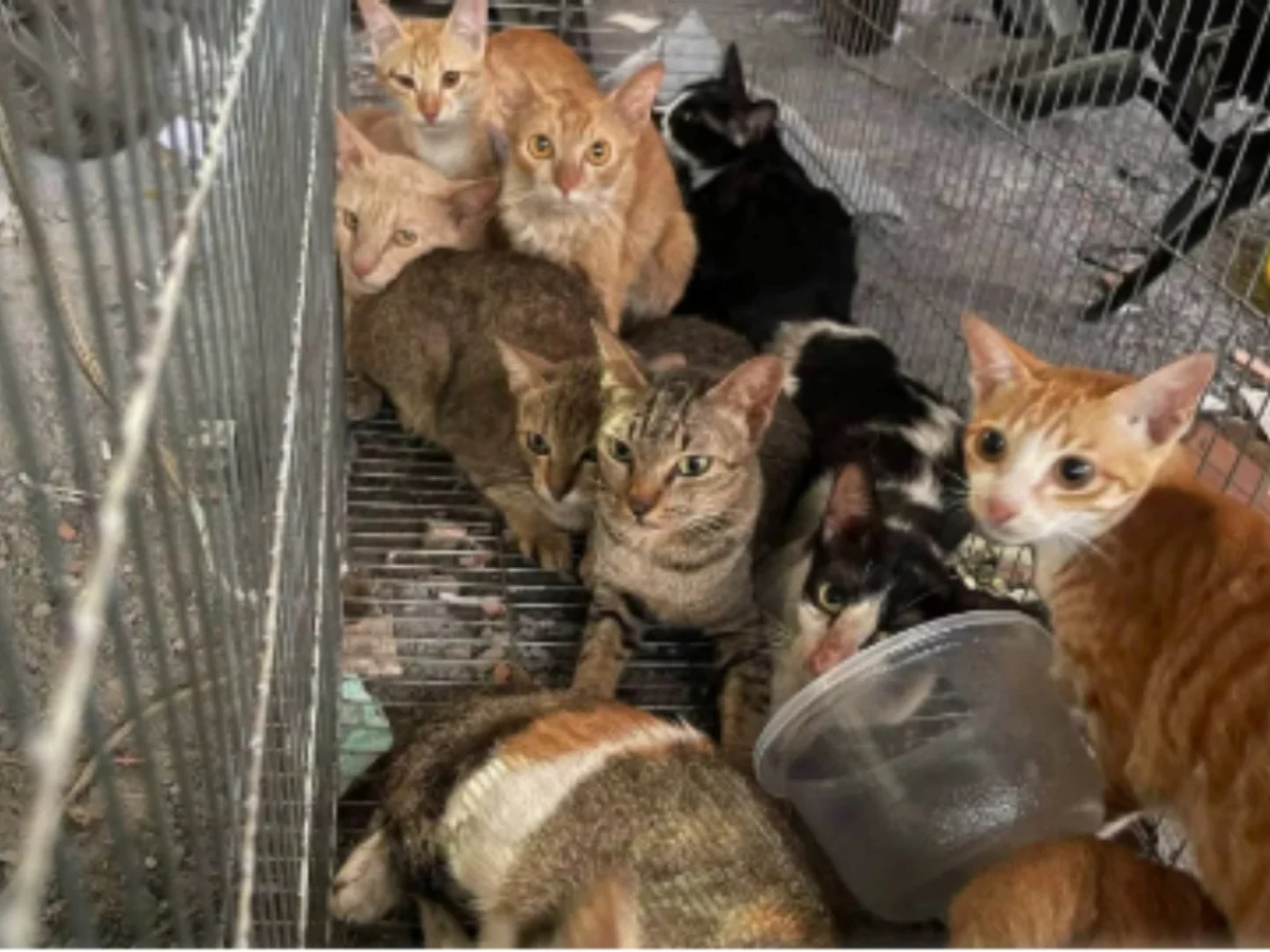 Quadrilha é presa após roubar 2,7 mil gatos para vender a carne no Vietnã