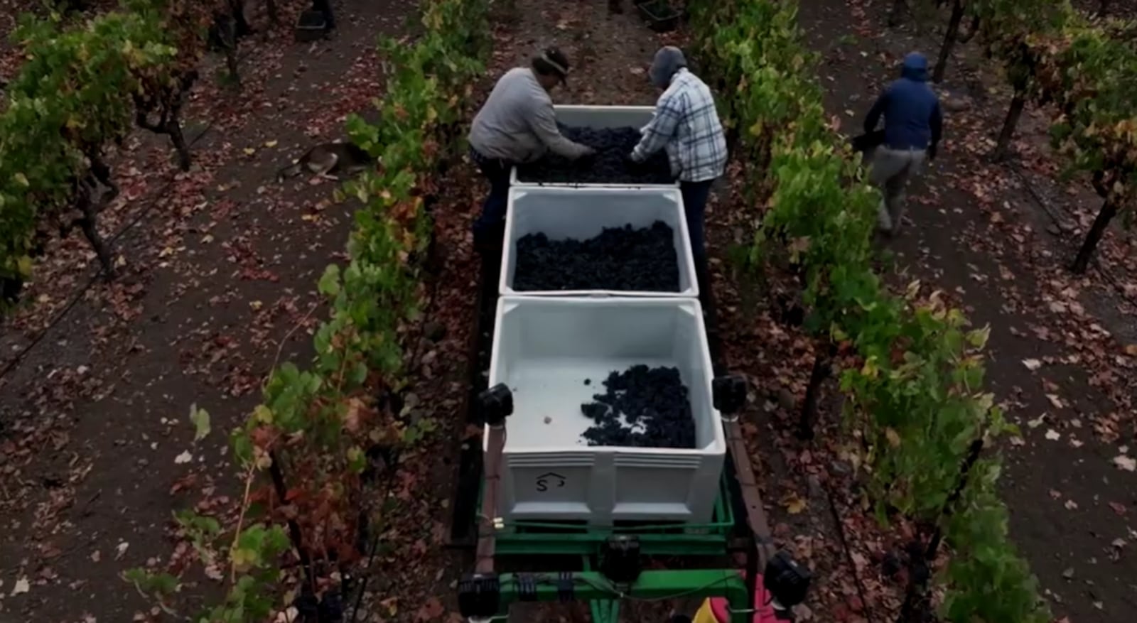 Produtores dos EUA terão de transformar uvas em adubo por causa da queda no consumo de vinho