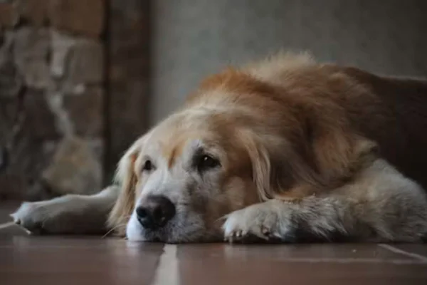 Dia do Cão Idoso: entenda como a idade muda a rotina e o humor do seu pet