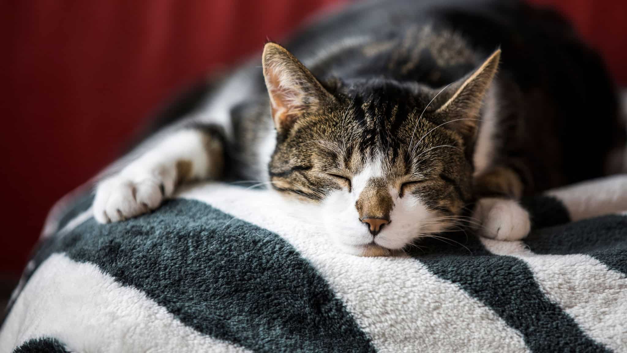 Gato dormindo em cima de coberta