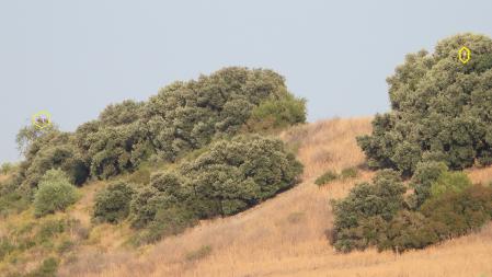 Desafio visual: Você consegue ver os três abutres em menos de 30 segundos?