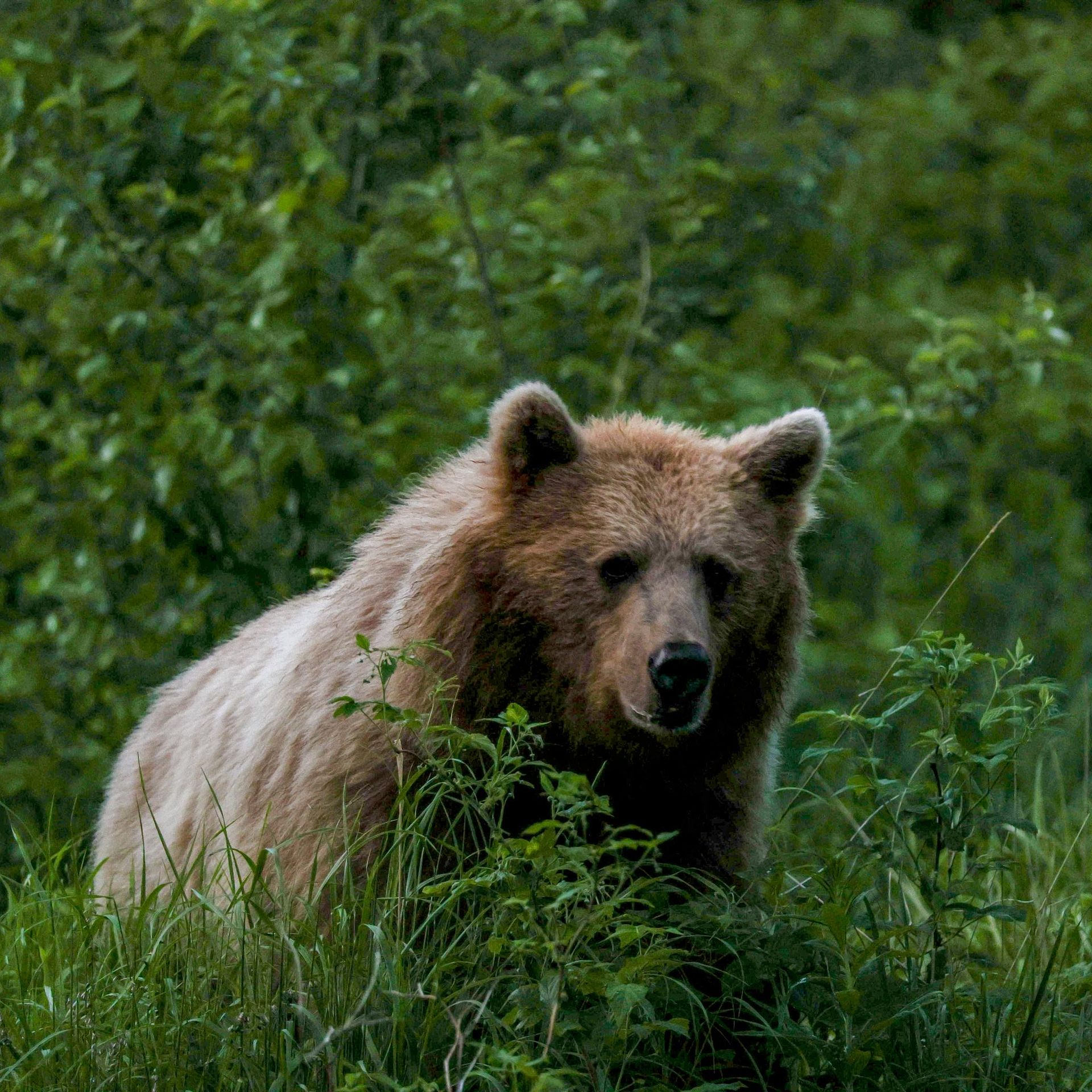 Depprirodos de Moscou: não há lobos e ursos pardos na cidade