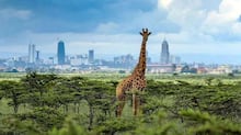 Concurso de fotos ‘Comédia da Vida Selvagem’ anuncia finalistas, conheça alguns dos favoritos